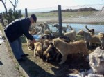 UZUNTARLA - Kocaeli'de Sokak Hayvanları Unutulmadı