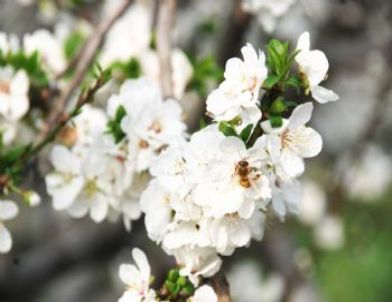 Silifke'de Erik Bahçeleri Çiçek Açtı
