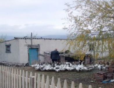 Sendilhöyük'te Kazın Eti, Tüyü, Yumurtası Değerlendiriliyor