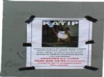 Kayıp Köpeğini Bulana 5 Bin Lira Verecek