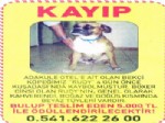 Kuşadalı Turizmci Kaybolan Köpeği İçin 5 Bin Lira Ödül Koydu