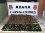 Adana'da 5 Bin 317 Kök Kenevir Bitkisi Ele Geçirildi