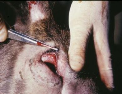 Milas’ın 20 Köyünde Geyik Hastalığı Karantinası