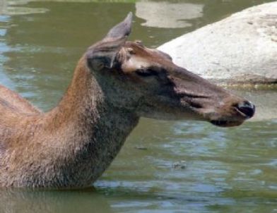 Kaçak Avlanan 75 Kişiye 44 Bin Lira Ceza Kesildi