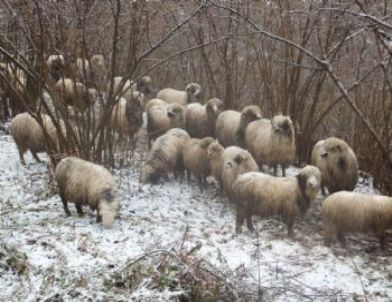 Koyunlar Yiyeceğini Kar Altından Çıkarıyor