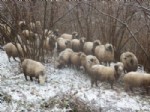 BOLAMAN - Koyunlar Yiyeceğini Kar Altından Çıkarıyor