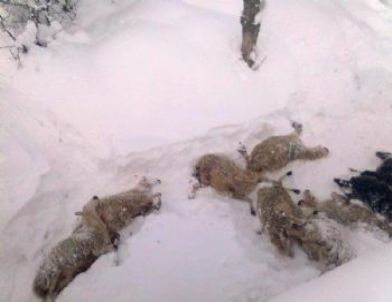 Ahır Çöktü 13 Hayvan Telef Oldu