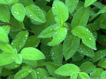 Arabalar yaprak yakacak