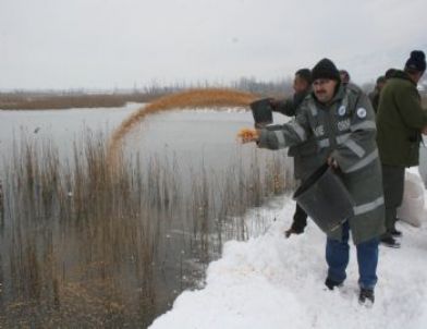 Buz Tutan Efteni Gölünde Yaban Kuşlarına Yem Bırakıldı