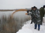 EFTENİ GÖLÜ KUŞ CENNETİ - Buz Tutan Efteni Gölünde Yaban Kuşlarına Yem Bırakıldı