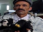 ÇELEBIBAĞı - Erciş'te Doğan Çift Başlı Kuzu Şaşırttı