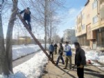 YUSUF ÖZDEMIR - Belediye Ağaçları Budamaya Başladı
