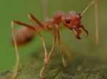 MELBOURNE - Karıncalar Kendilerine Yapılanları Unutmuyor