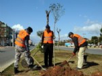 Büyükşehir Belediyesi Kepez'i Ağaçlandırıyor