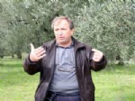 TARIŞ ZEYTIN - Tariş, 11 Milyon Zeytin Ağacını İnceliyor