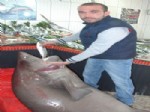 Çanakkale'de 4 Metrelik Köpek Balığı Yakalandı