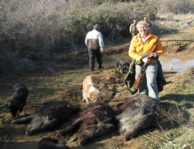 Gelibolulu Avcılar Bir Günde 6 Domuz Vurdu
