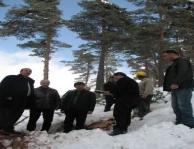 Ücretsiz Kömür Dağıtımı Ormanlardaki Tahribatı Önlüyor