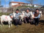 DUTLUCA - Burhaniye’de Saanen Keçileri Besicinin Umudu Oldu