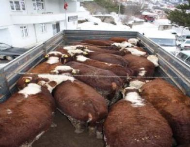 Mesudiye'de Gebe Düve Dağıtımı