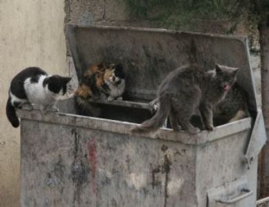 Kedilerin Çöp Konteynırında Yemek Kavgası