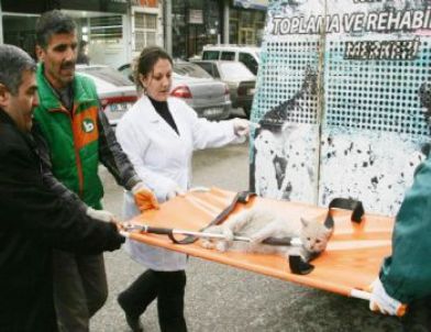 Yaralı Kediyi Duyarlı Vatandaşlar Fark Etti, Belediye Sahip Çıktı