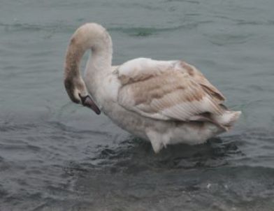 Misafir Kuğular Akçakoca'da