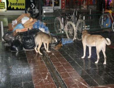 Sokak Köpekleri Çöplerden Yiyicek Arıyor