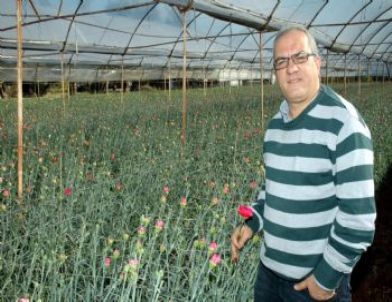 Soğuk, Çiçek Seralarını Vurdu, 14 Şubat’ta Güller Kenya ve Kolombiya’dan Gelecek