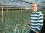 OSMAN BAĞDATLıOĞLU - Soğuk, Çiçek Seralarını Vurdu, 14 Şubat’ta Güller Kenya ve Kolombiya’dan Gelecek