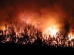 İskenderun'da Çıkan Orman Yangını Söndürüldü