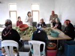 GÜNDÜZLER - Kadın Çiftçilere Ev Ekonomisi Eğitimi