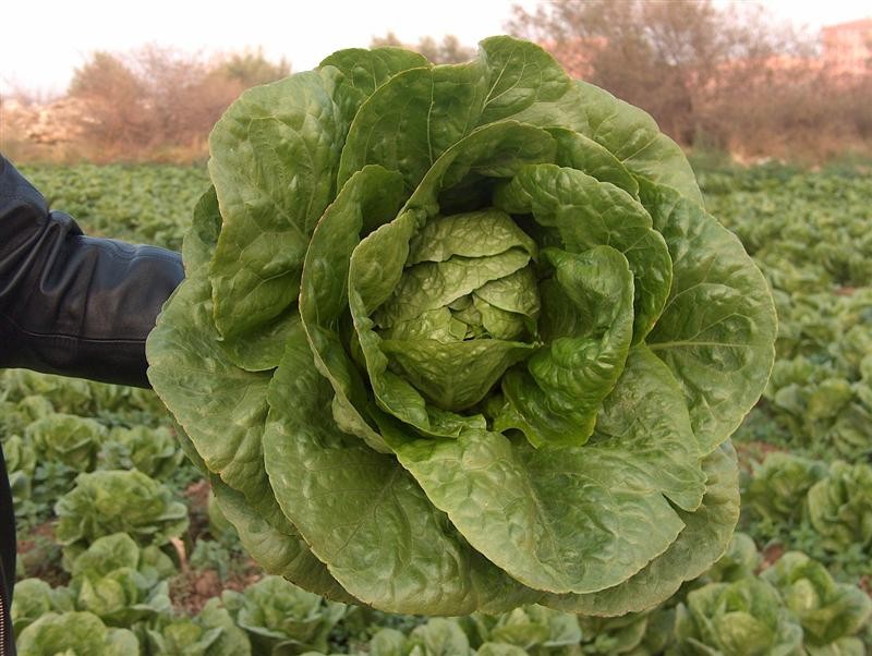 Marul fiyatları el yakıyor