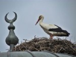 SÖKE OVASı - Baharın Müjdecisi Leylekler Döndü