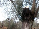 ALI DEVECI - Edremit'te Muhtarlığın Zeytin Ağaçlarını Kesen Kişi Kıskıvrak Yakalandı