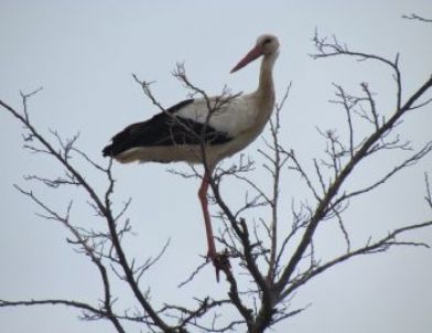 Söke’nin Yaz Konukları Leylekler Geldi