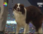 YETENEK SİZSİNİZ TÜRKİYE - Yetenek Sizsiniz Türkiye'de zafer bir köpeğin oldu!