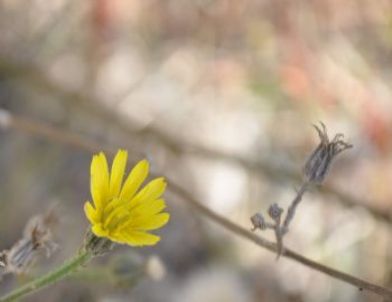 Bahar Depresyonuna Dikkat