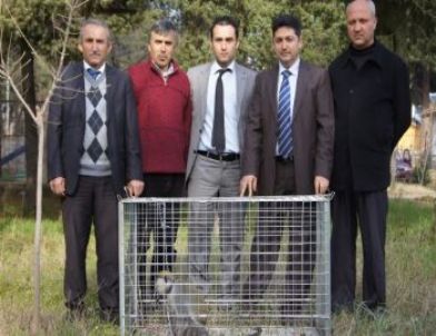 Yakalanan Maymun Koruma Altına Alındı
