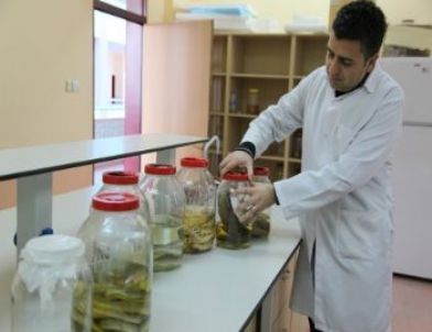 Aksaray Üniversitesi Hayvan İncelemelerini Alternatif Yöntemlerle Yapacak