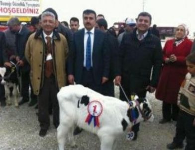 Buzağı Güzellik Yarışması Birincisi Karapınar'dan