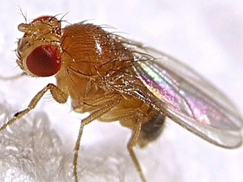 Dişilerin reddettiği  erkek sinekler  kendilerini 'Alkole' vuruyor
