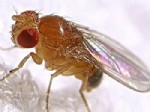 Dişilerin reddettiği  erkek sinekler  kendilerini 'Alkole' vuruyor
