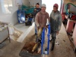 BORLU - 70 Bin Kilo Sazan İhaleyle Satılacak
