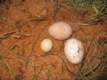 GUINNESS REKORLAR KITABı - Dünyanın En Küçük Tavuk Yumurtası