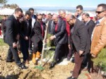ÇATALAN - Erciyes İnşaat 5 Bin Fidan Dikimi Yaptı