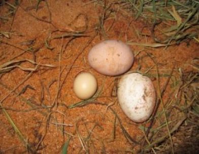 Rize’de Bir Tavuk Minik Yumurta Doğurdu