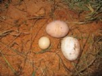 GUINNESS REKORLAR KITABı - Rize’de Bir Tavuk Minik Yumurta Doğurdu