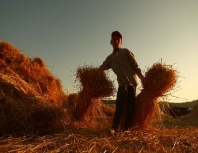 En Çok Sigortalanan Tarım Ürünü Buğday