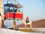 Turistlerin Uludağ'da At Keyfi